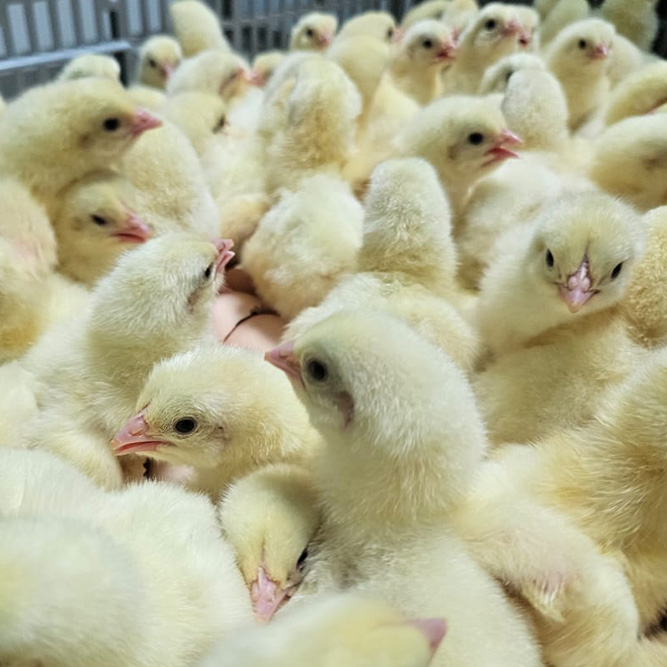 day-old chicks